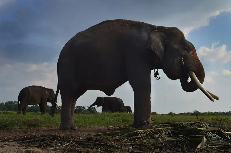 A tusked Sumatran elephant standing on open grassland under a blue sky at Way Kambas National Park