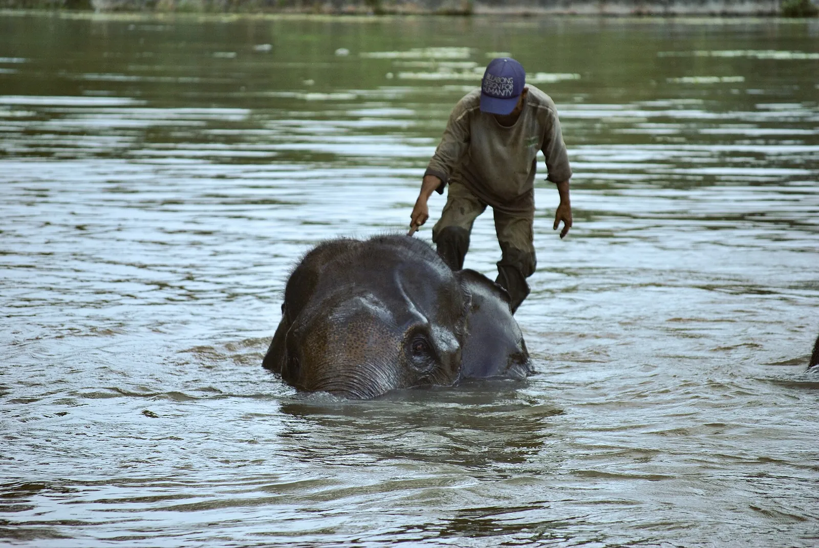 A mahout standing on the back of a Sumatran elephant as it swims in a river at Way Kambas