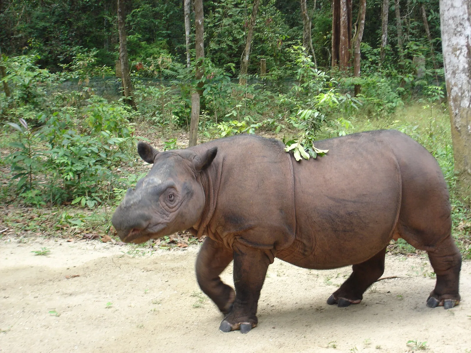 A Sumatran rhinoceros walking on a dirt path at the edge of forest at the Sumatran Rhino Sanctuary