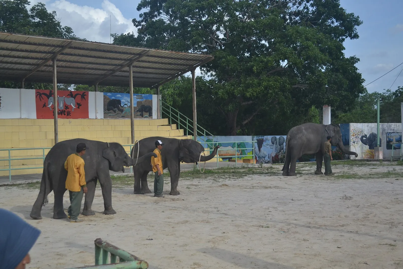 Elephants and their handlers in the sandy arena of the Elephant Conservation Centre, with a covered grandstand behind
