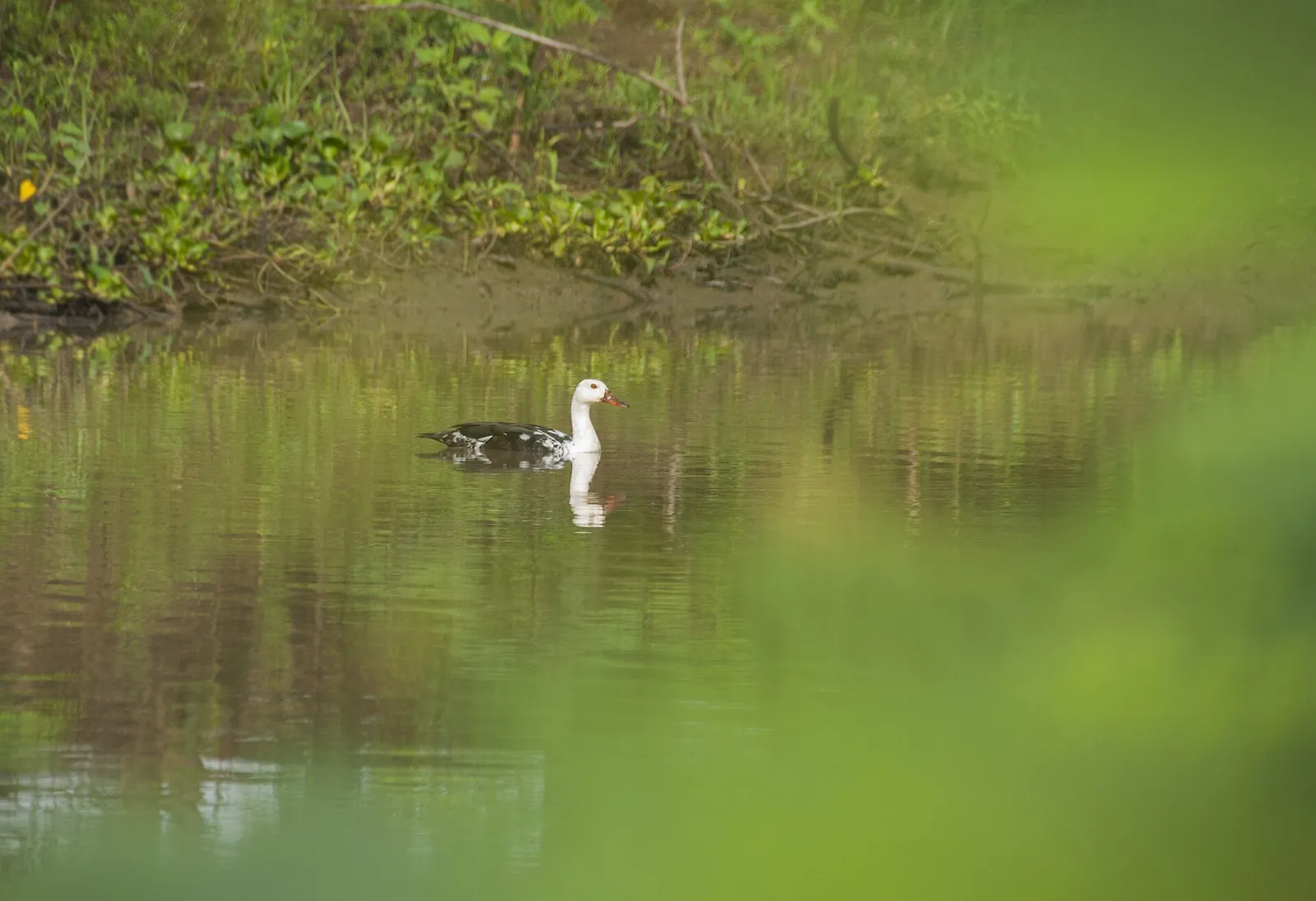 A white-winged duck swimming on a quiet forest pool framed by green foliage at Way Kambas