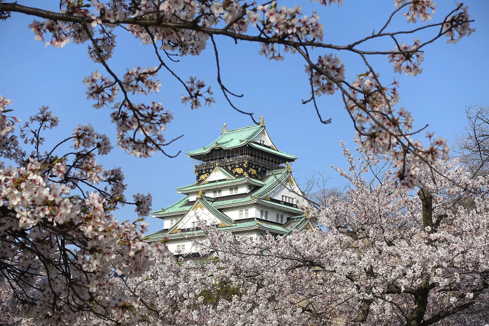 Hlavní věž hradu Osaka vidět skrz větve s třešňovými květy proti modré obloze