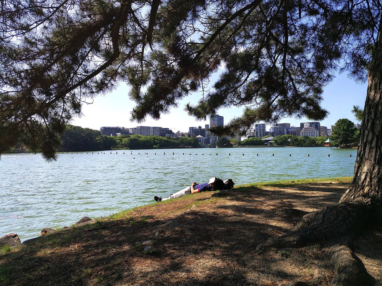 Stromy rámují jezero v parku Óhori ve Fukuoce