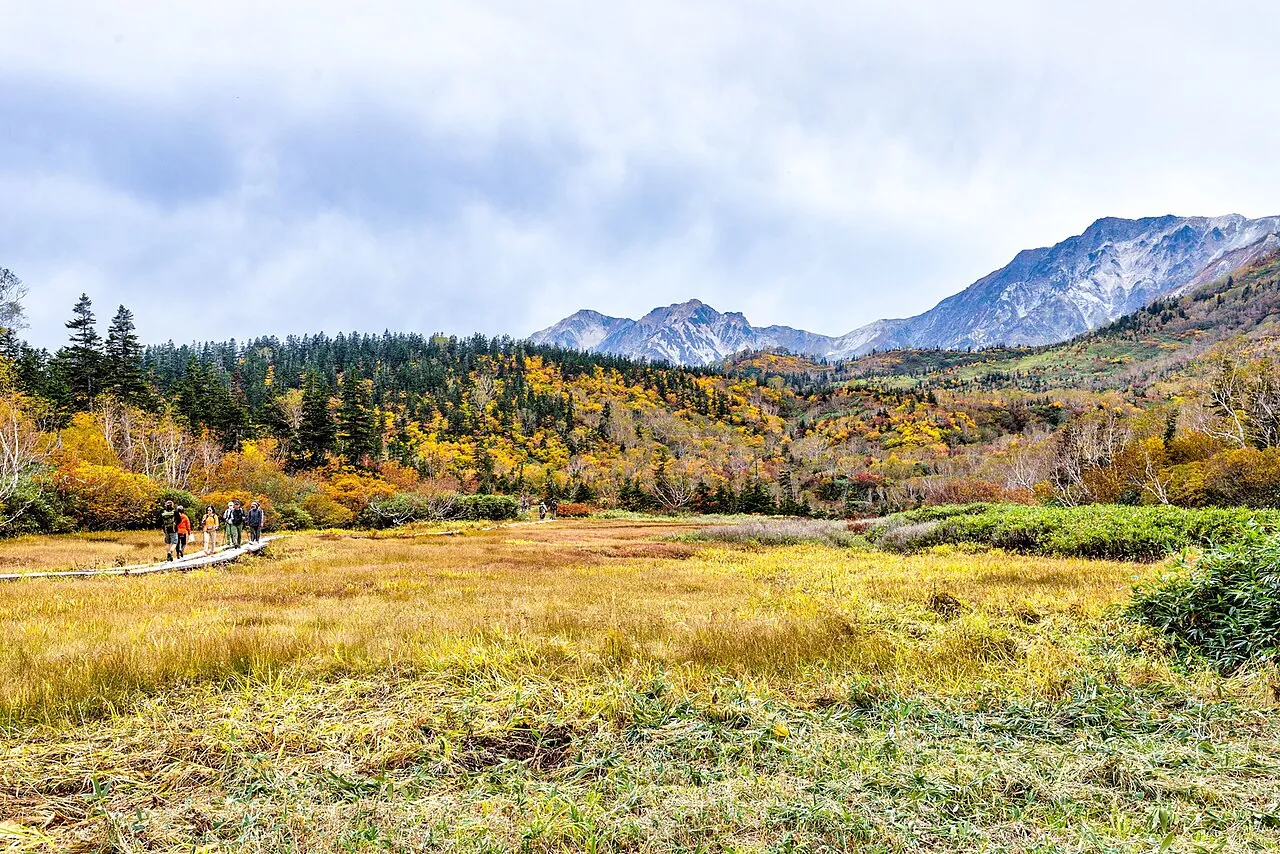Une lande dorée d'automne et un chemin de planches dans le parc naturel de Tsugaike, avec la forêt et les Alpes du Nord derrière