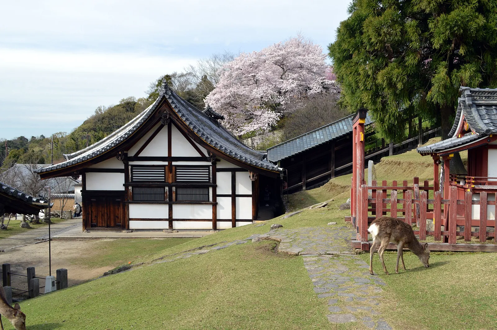 Jeleni se pasou na travnatém svahu pod chrámovou halou a kvetoucí třešní poblíž Nigatsu-do, Todai-ji, Nara