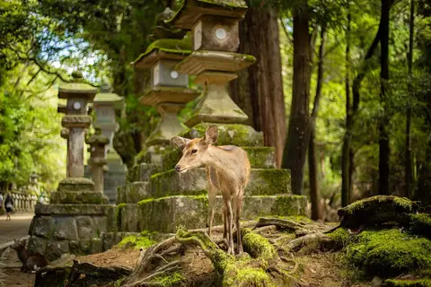 Ein junger Sikahirsch steht zwischen moosbedeckten Steinlaternen und hohen Bäumen im Nara-Park