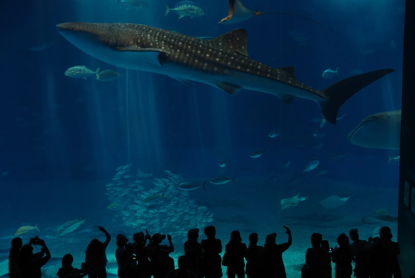 Un tiburón ballena y otros peces tras la enorme ventana de acrílico del Acuario Churaumi de Okinawa, con visitantes en silueta delante