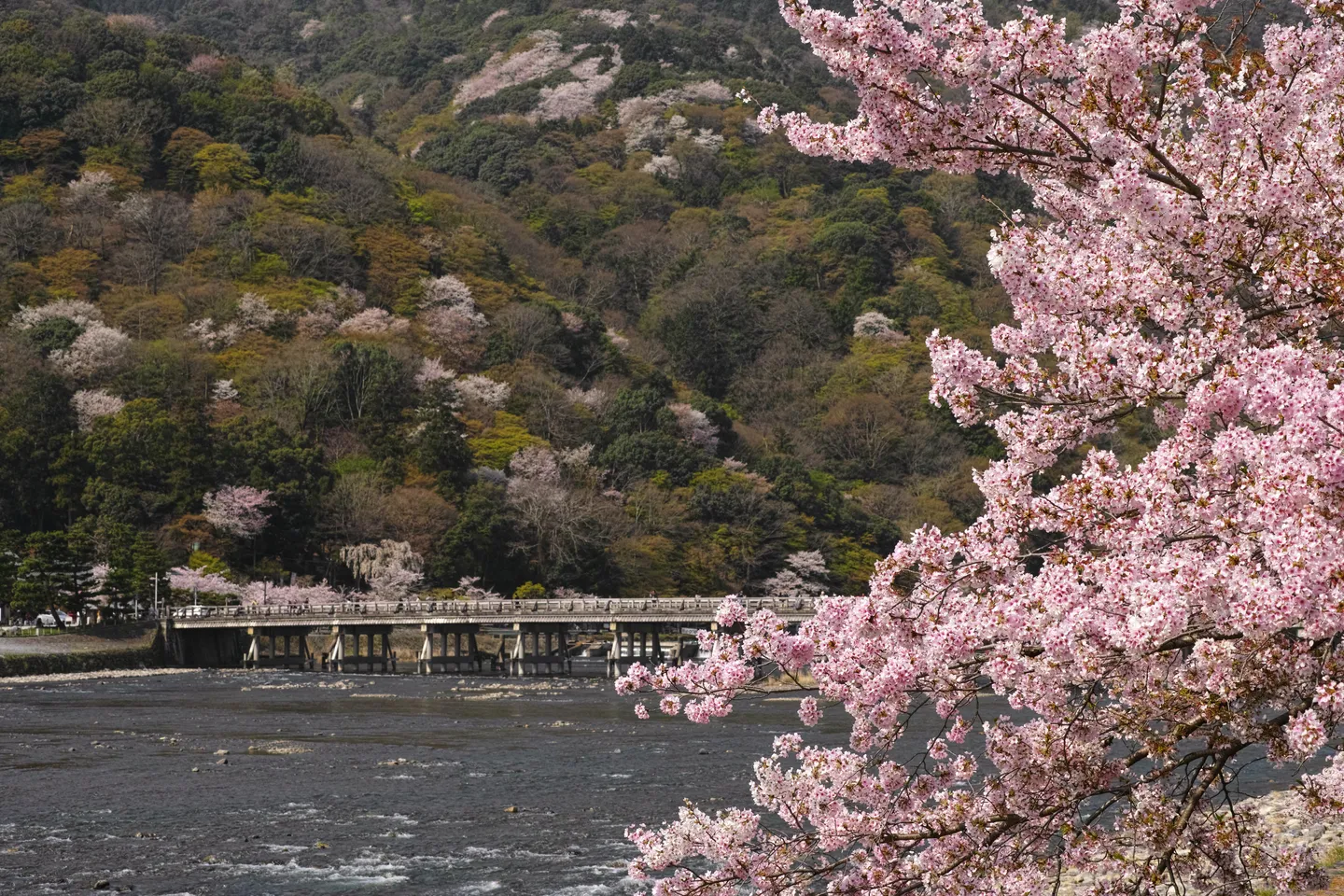 Kirsebærblomster ved floden i Arashiyama, Kyoto.