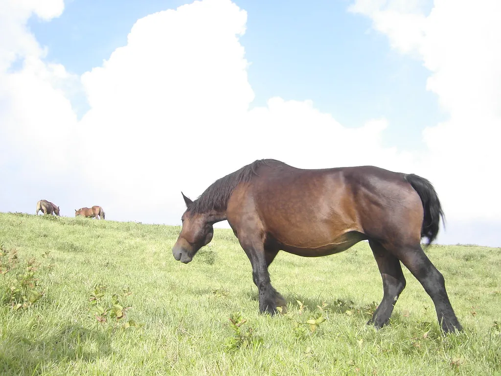 En hest græsser ved Kusasenri i Aso-kalderaen.