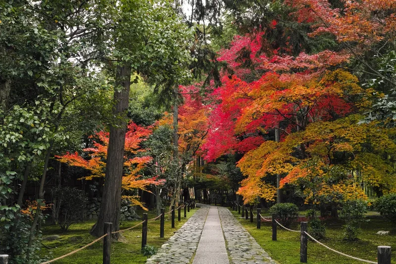 A tree-lined path beside green and red autumn foliage in Japan.