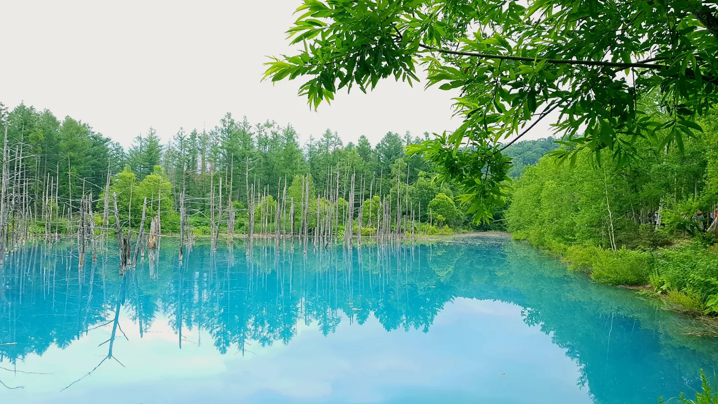 Shirogane Blue Pond bei Biei, Hokkaido.