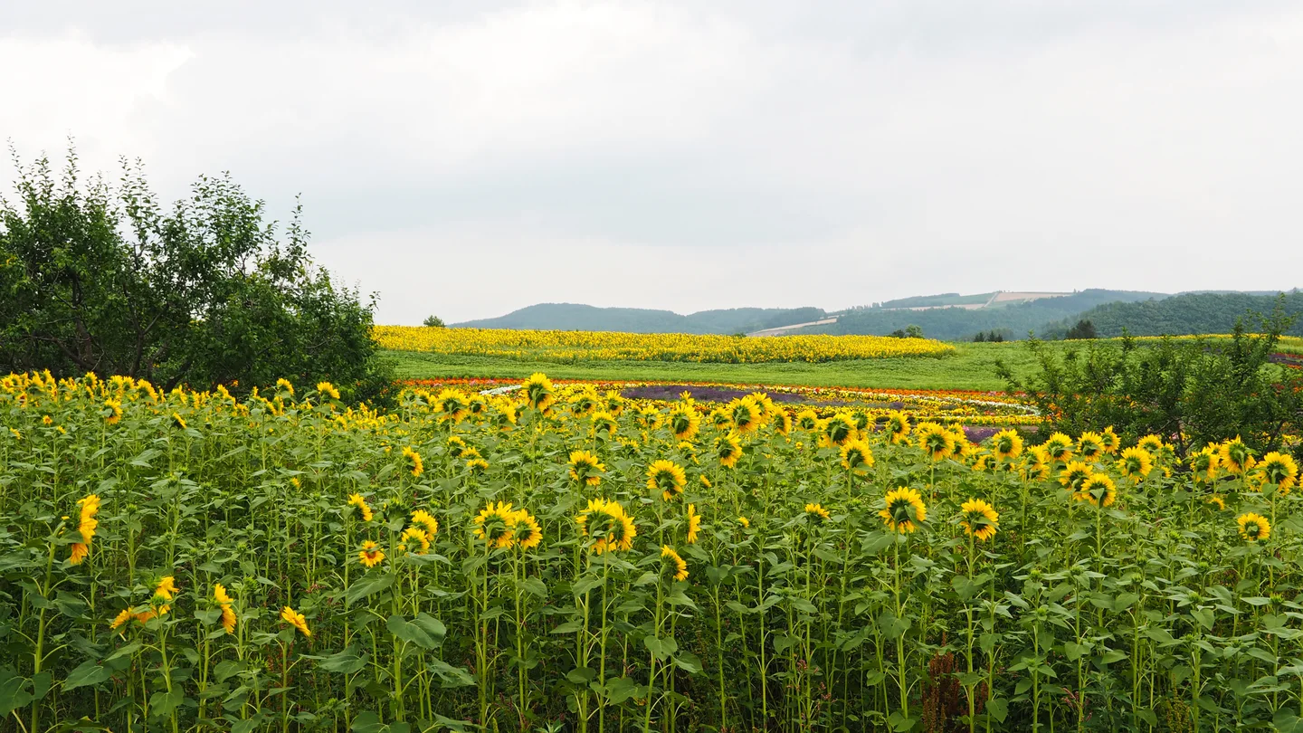 Sonnenblumen auf den Feldern von Biei auf Hokkaidō.