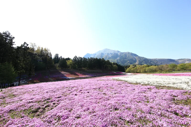 Pink shibazakura flowers at Hitsujiyama Park in Chichibu.