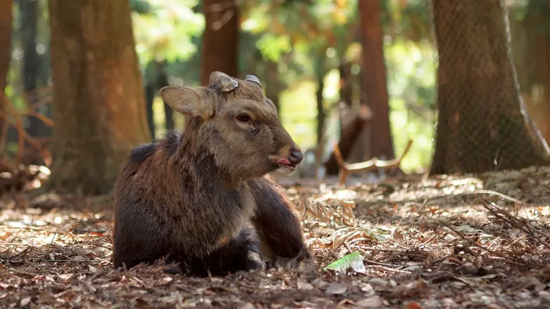 A deer resting among trees in Nara Park.