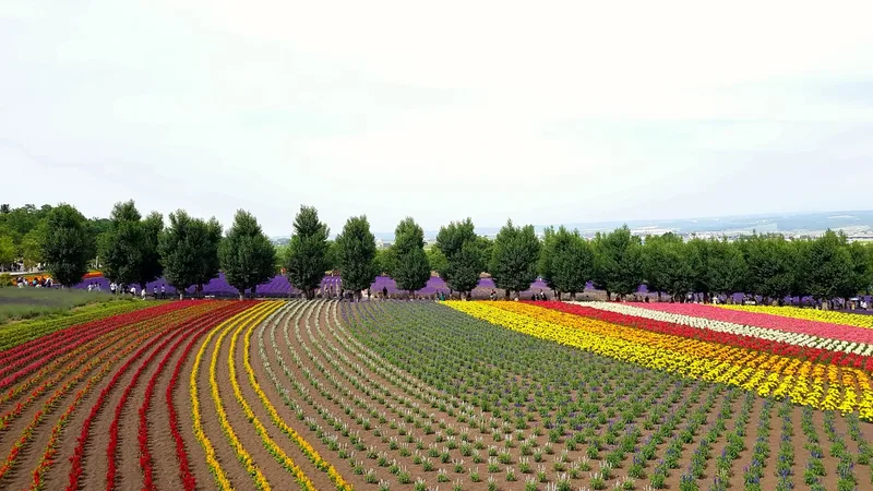 Bands of colourful flowers at Farm Tomita near Furano.