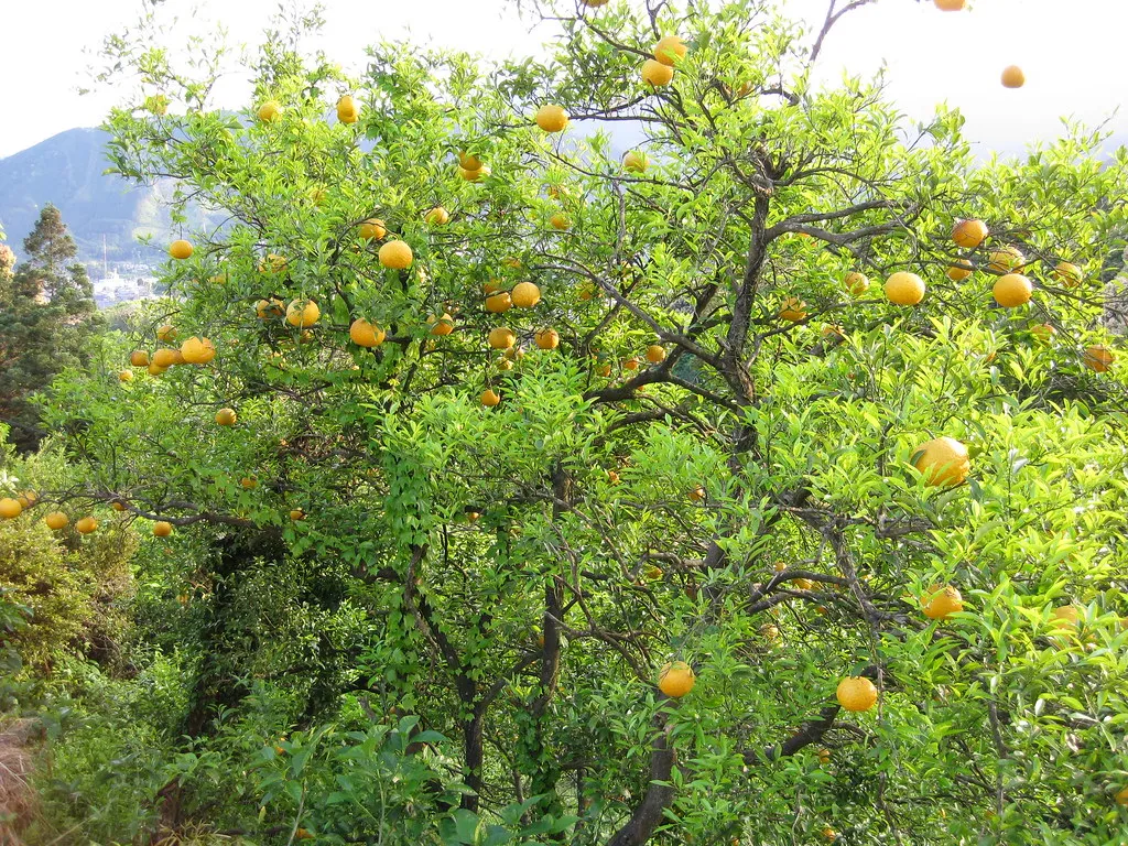 Natsumikan citrusfrugter, der vokser på et træ; et illustrativt madfotografi.