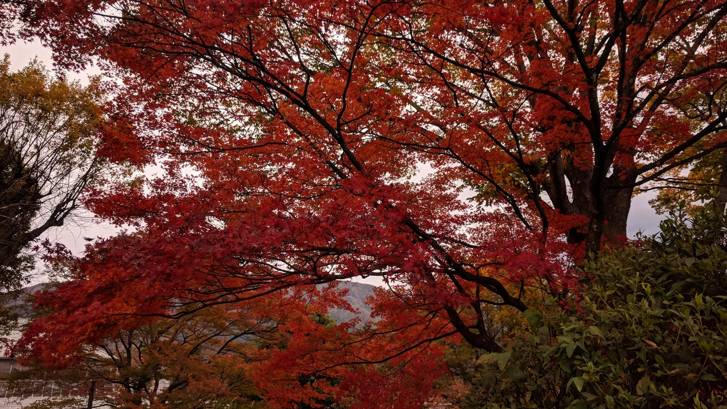 Podzimní listí v parku Gora v Hakone.