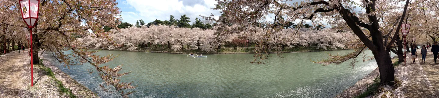Kirschblüten am Wassergraben im Hirosaki-Park.