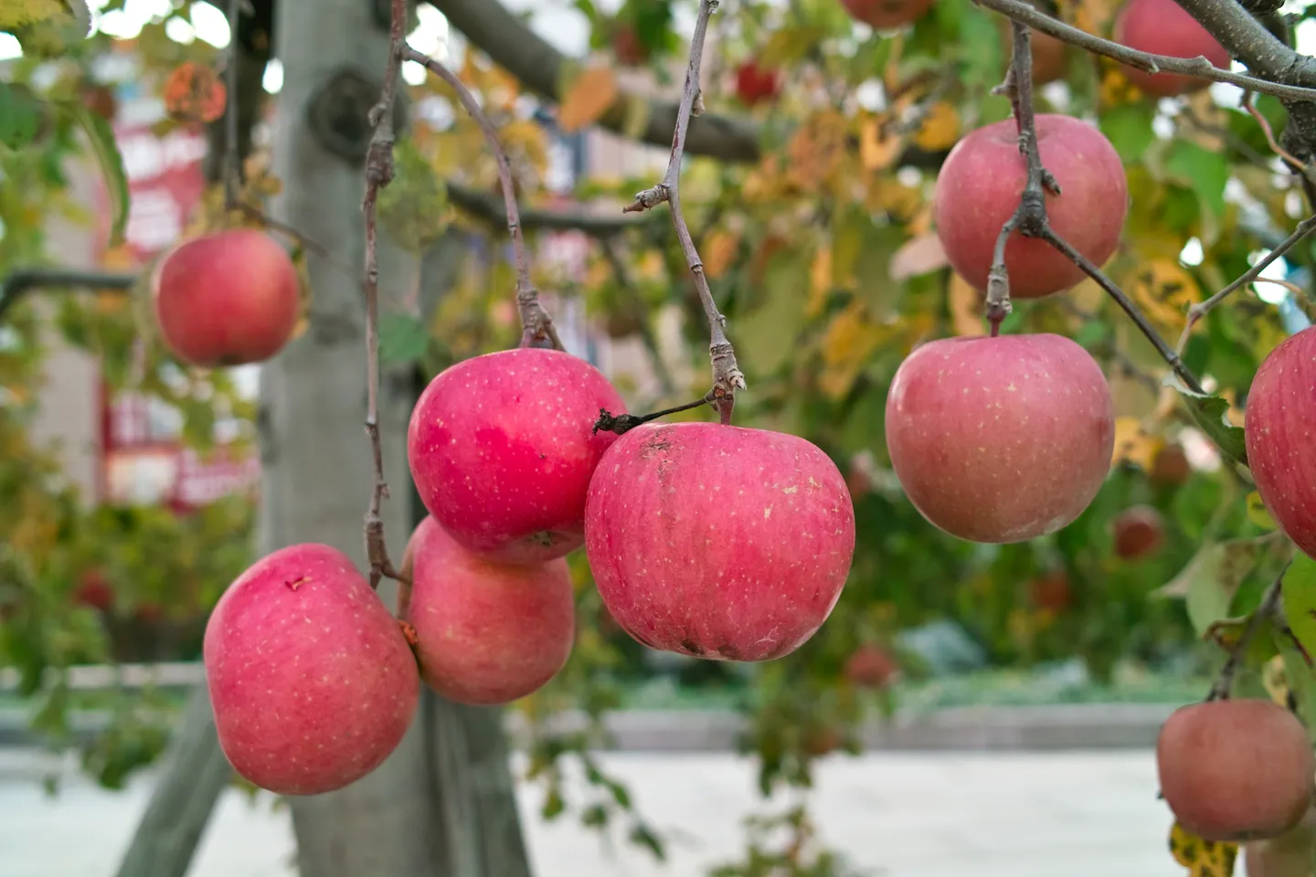 Äpfel wachsen auf einem Baum in Hirosaki.