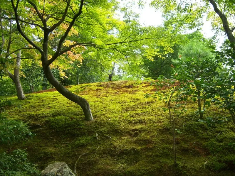 Green trees and a bridge in Kenrokuen Garden in Kanazawa.
