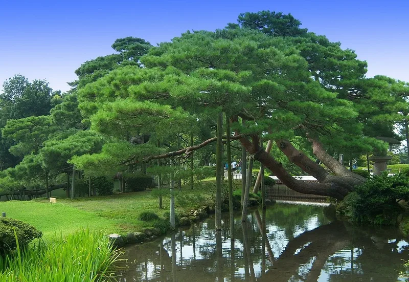 A pine tree supported by poles stretches over the water in the Kenroku-en garden in Kanazawa.