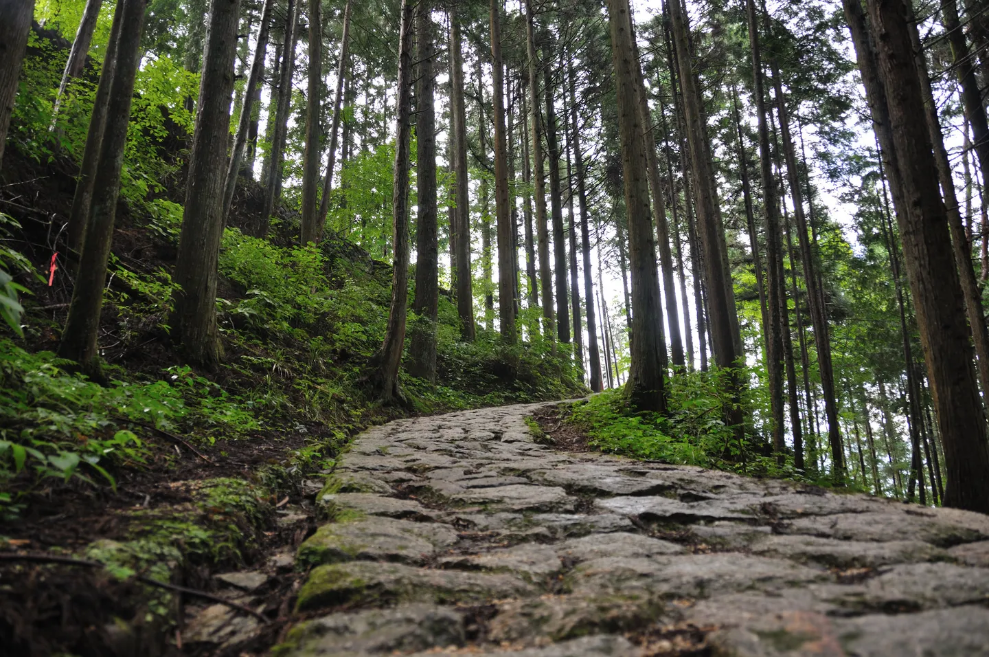 A stone-paved forest path between Magome and Tsumago in Kiso Valley.