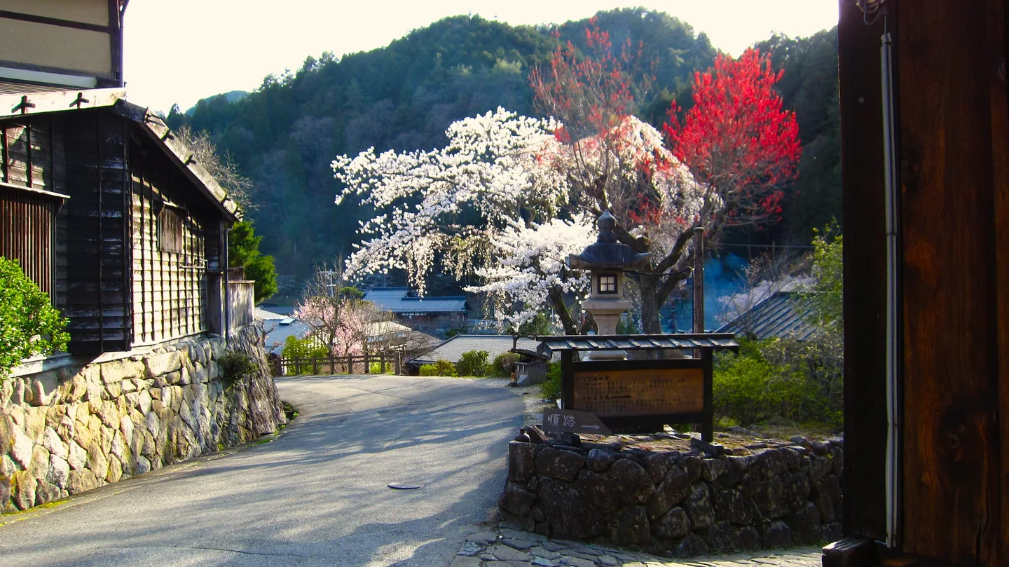Traditional houses and flowering trees along a street in Tsumago, Kiso Valley.