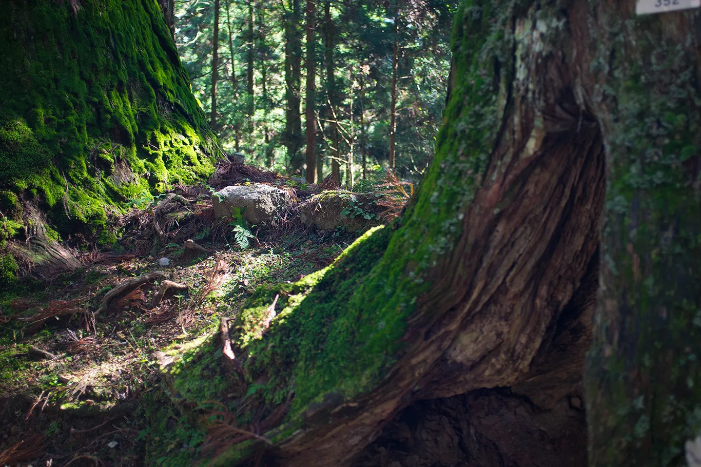 Pnie cedru porośnięte mchem w Okunoin w Koyasan.
