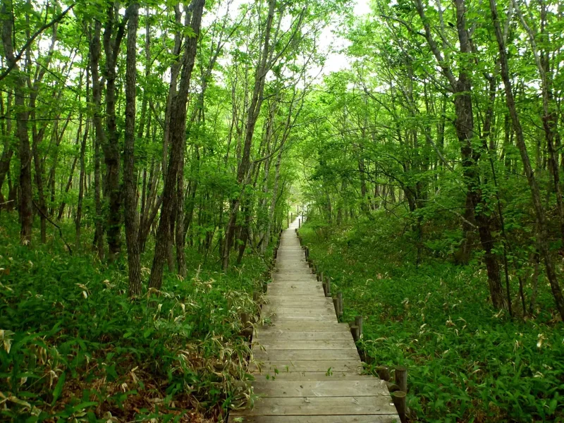 A wooden boardwalk through green woodland in Kushiro.