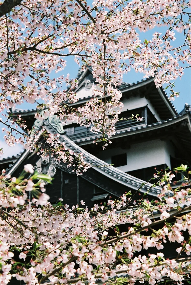 Kwitnące wiśnie oprawiają zamek Matsue w Shimane.