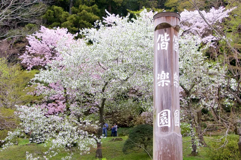 Flowering trees at Kairakuen Garden in Mito.