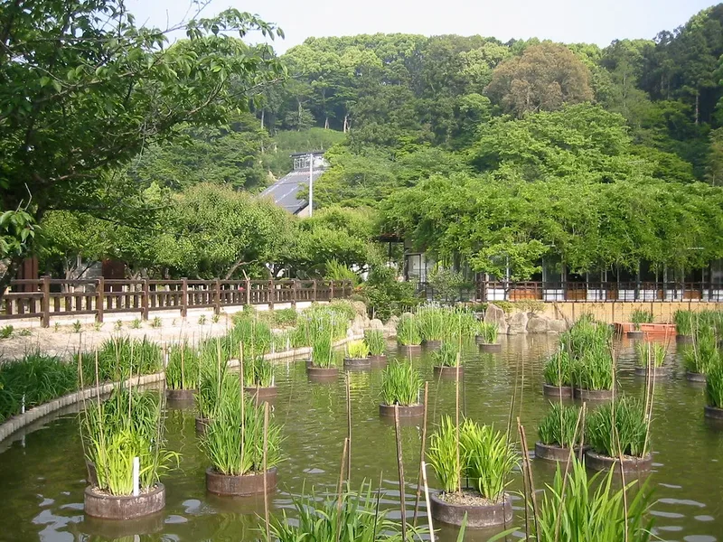 Irises beside a pond at Dazaifu Tenmangu.