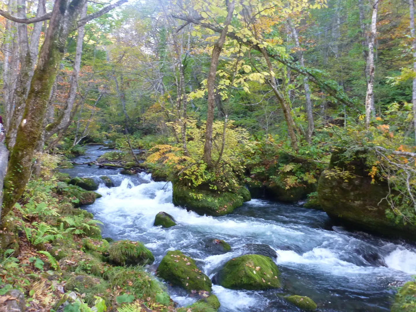 Oirase Stream fließt durch Wald.