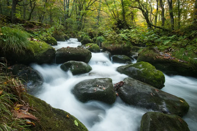 Oirase Stream flowing between mossy rocks and forest in Aomori.