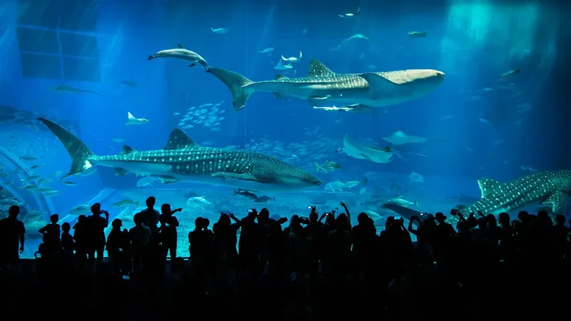 Visitors beside the large aquarium tank at Churaumi Aquarium in Motobu.