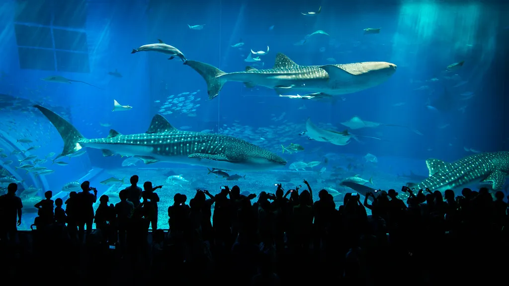 Besucher neben dem großen Aquariumtank im Churaumi Aquarium in Motobu.