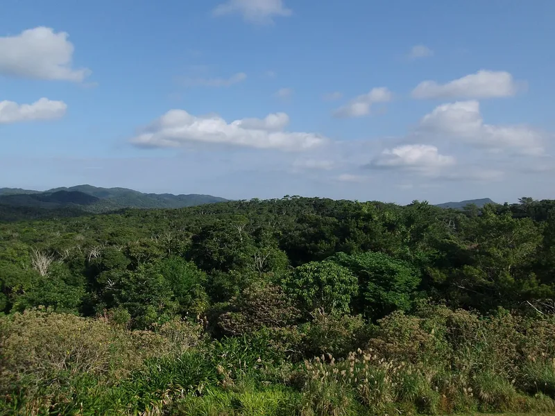 The Yanbaru forest in northern Okinawa