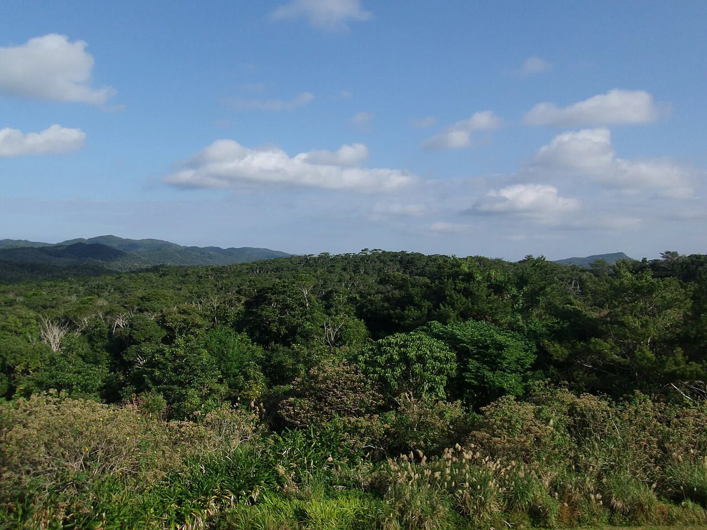 Der Yanbaru-Wald im nördlichen Okinawa