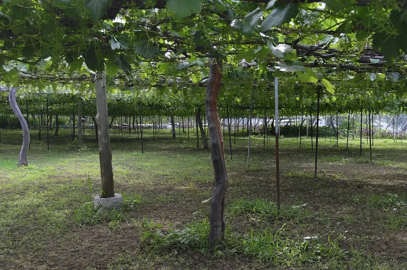 Koshu grape vines in Katsunuma, Yamanashi