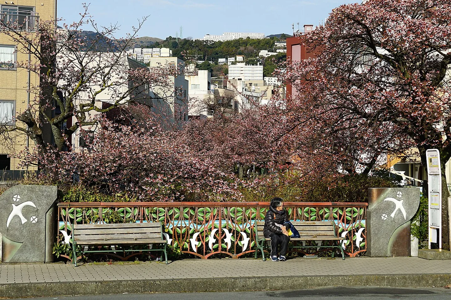 Atami-zakura blossoms in Atami