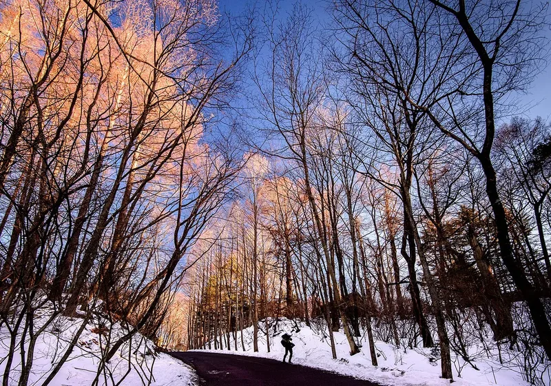 Winter woodland in Karuizawa