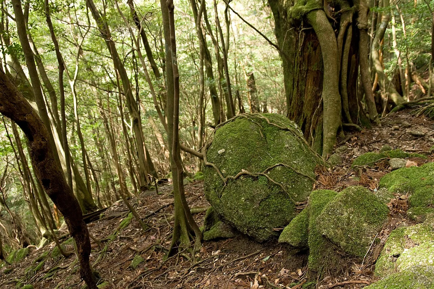 Mechem pokryté skály a stromy v lese Yakushima