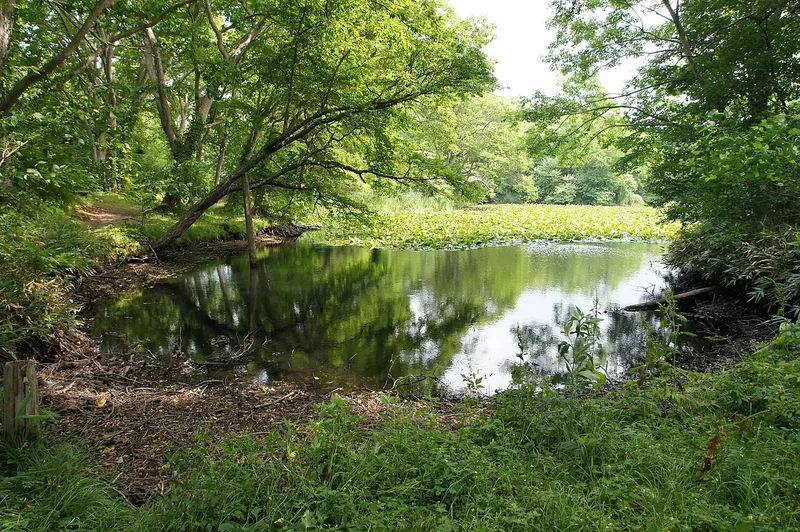 Sunlit trees and water plants beside Lake Konuma in Onuma Park.