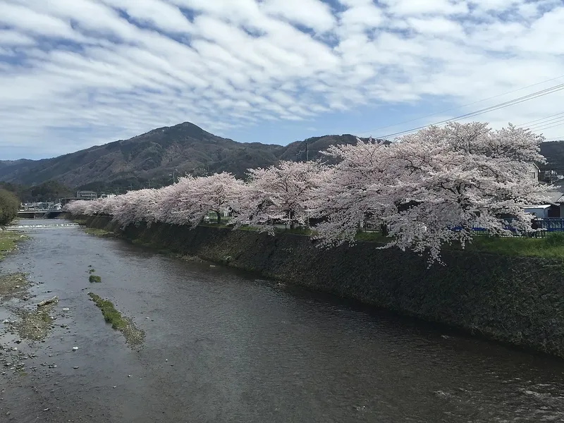 Cherry trees beside the Takano River with Mount Hiei beyond