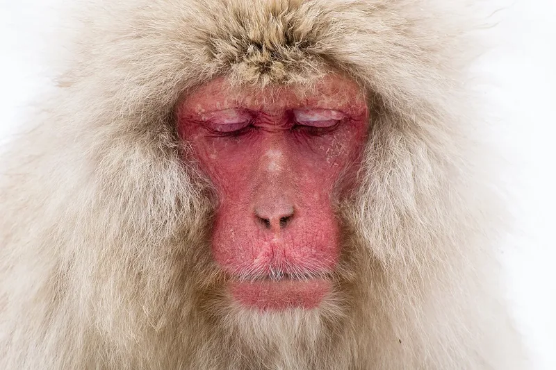 A Japanese macaque at Jigokudani Monkey Park