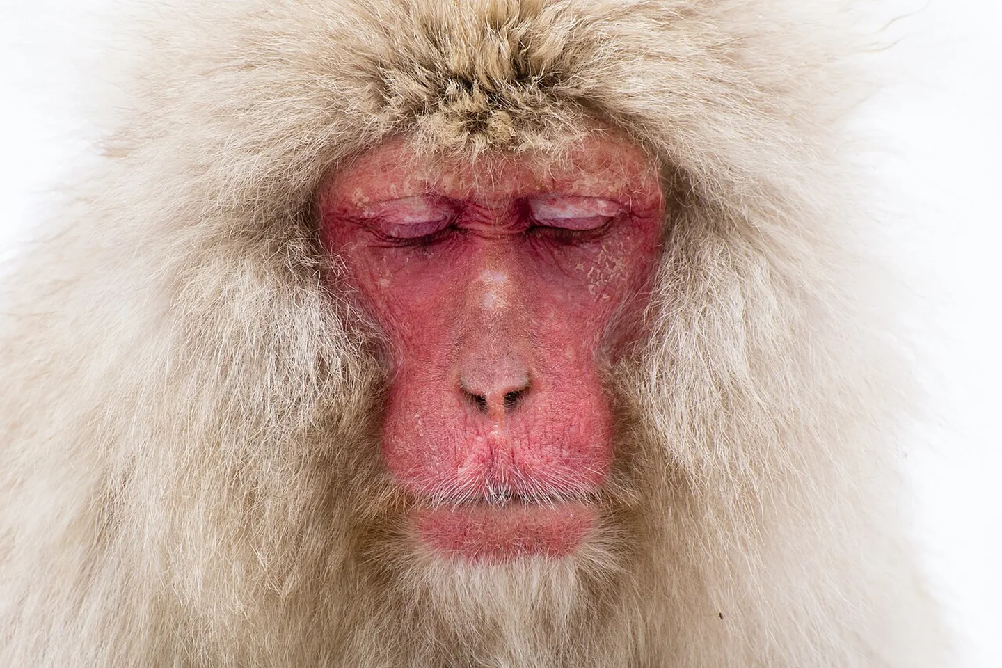 En japansk makak i Jigokudani Monkey Park