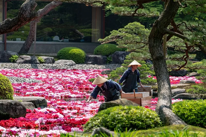 Gardeners in a pond filled with pink peonies at Yuushien Garden.