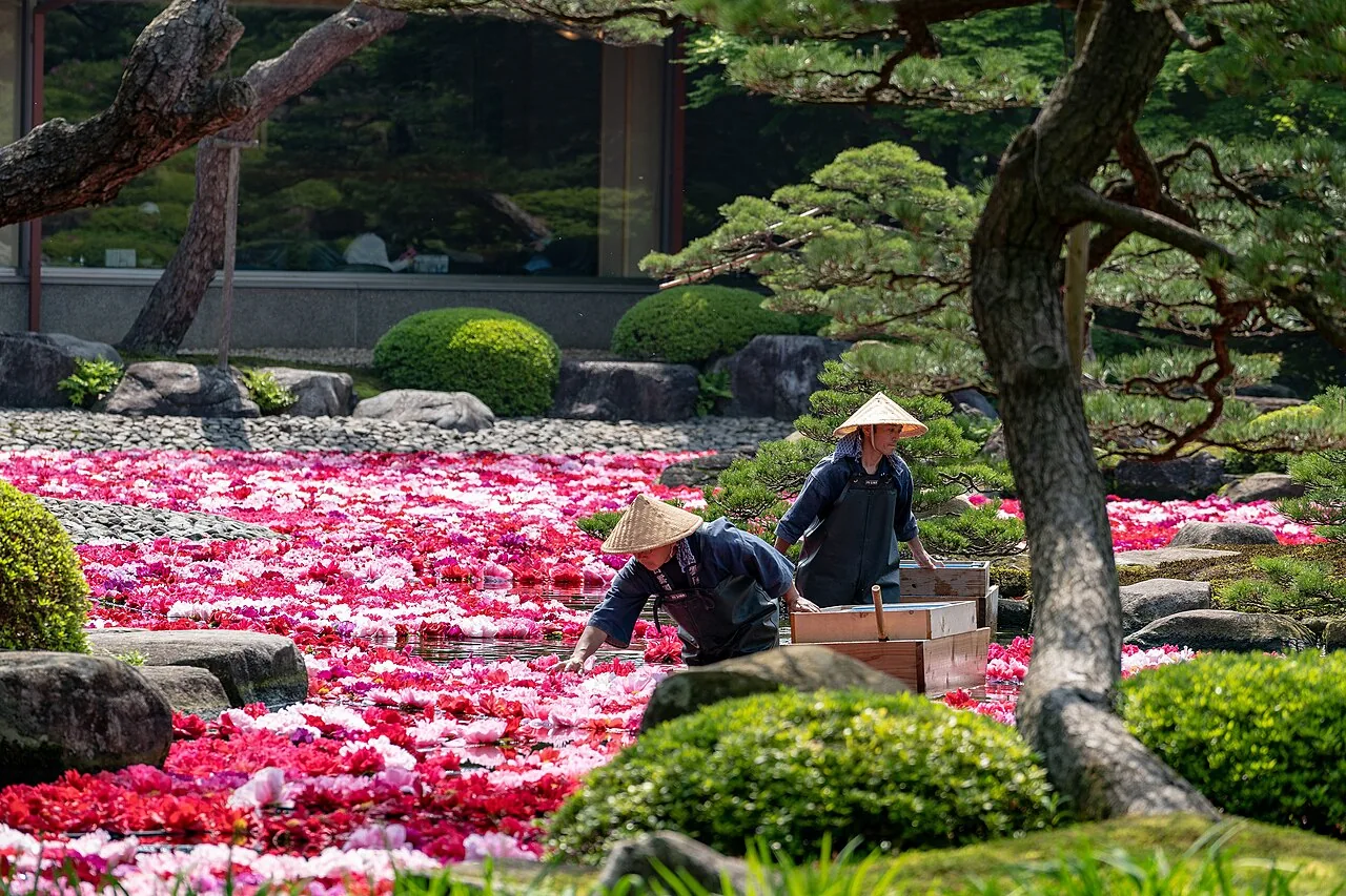 Gärtner in einem Teich voller rosa Pfingstrosen im Yuushien Garden.