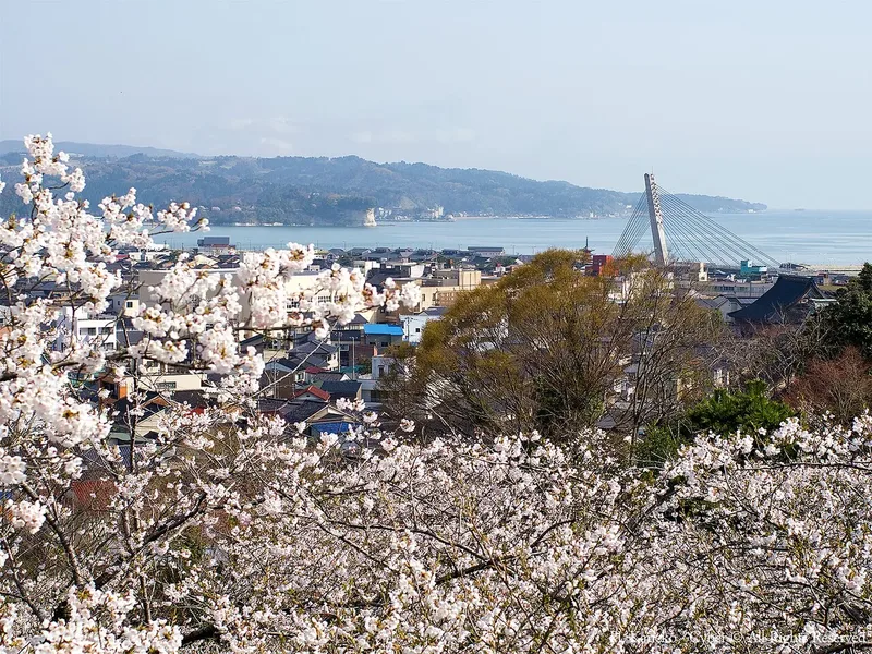 Cherry blossoms and Toyama Bay viewed from Asahiyama Park