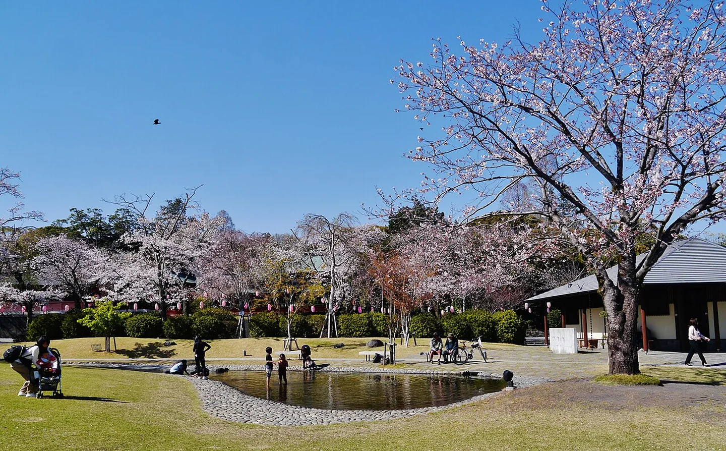 Kirschbäume und ein Teich in einem Park in Fujinomiya